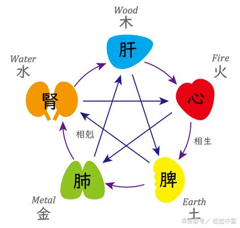 金木水火土 心肝脾肺腎|臟腑